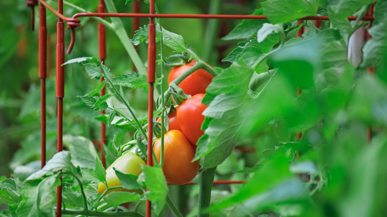 Tomato cage with tomatoes hanging on vine