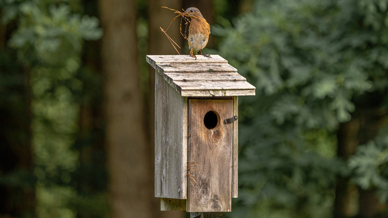 Bird perched on a wooden birdhouse