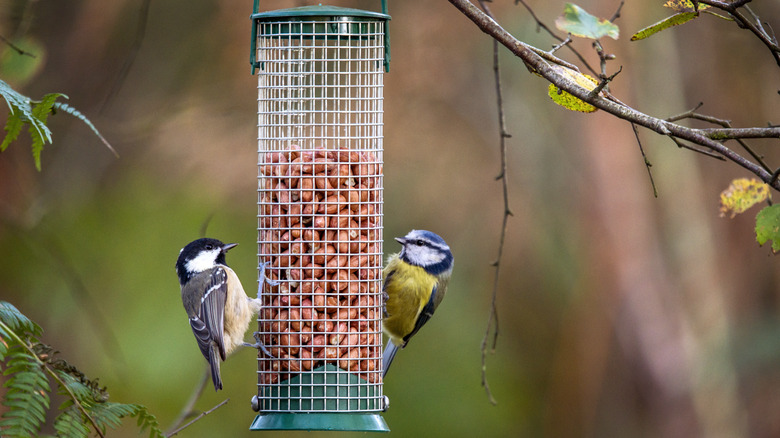 Two birds eating from birdfeeder