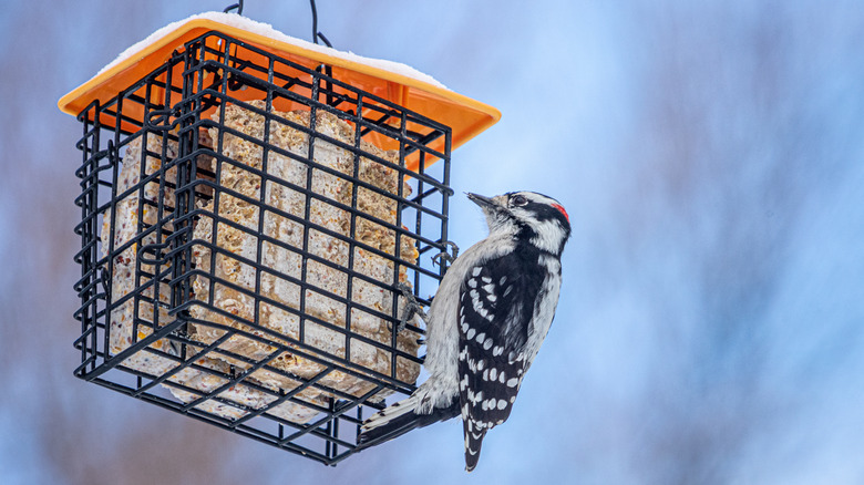 Woodpecker hanging from suet feeder