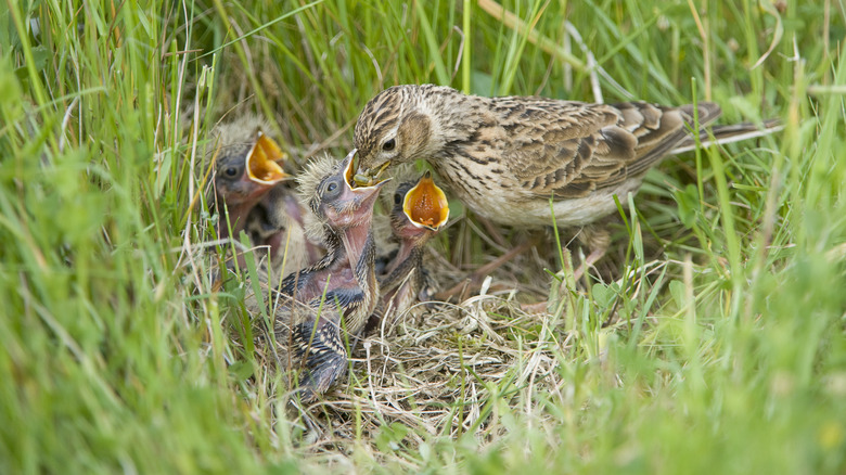 Bird feeding its young in nest on grassy ground