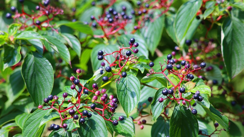 Berry bushes