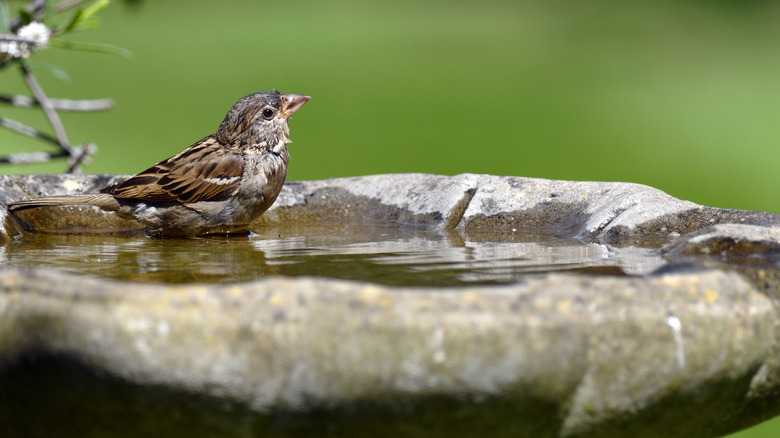 Bird in stone birdbath