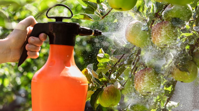 Person spraying pesticides on apples