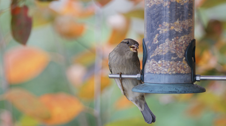 Bird eating seed on birdfeeder