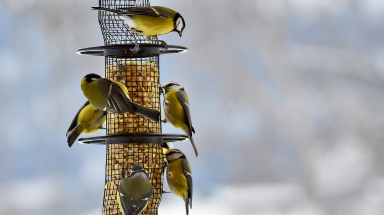 Birds eating from birdfeeder