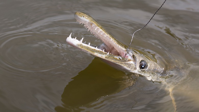 Hooked alligator gar