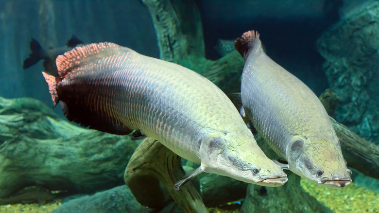 Two Arapaima river fish