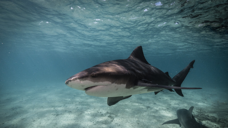 Territorial bull shark swimming in shallow water 