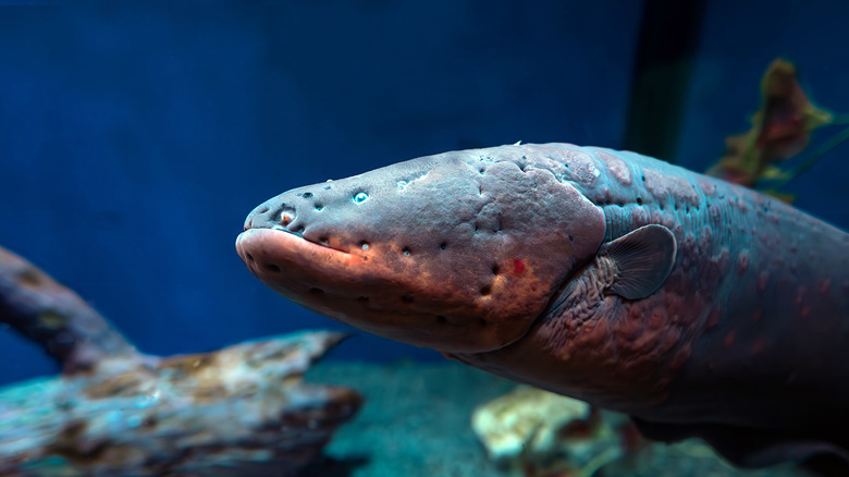 Electric eel closeup