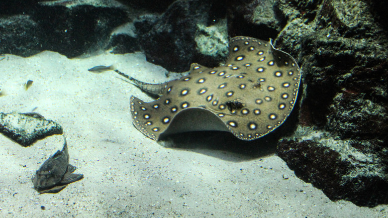 Freshwater ray gliding over rocks 