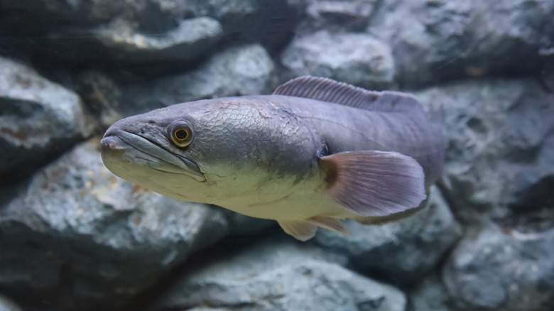 Closeup of a snakefish