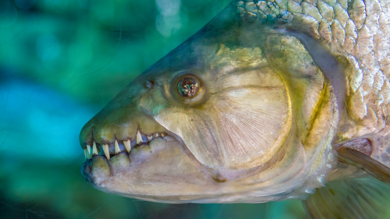 Goliath Tigerfish closeup