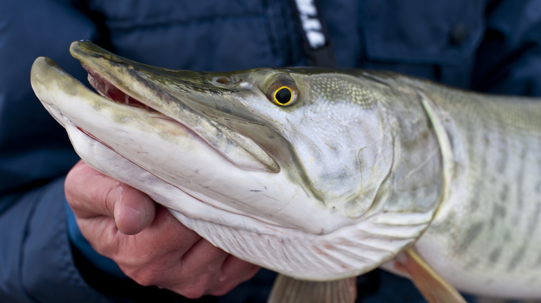 Person holding muskellunge