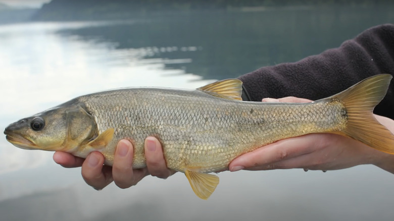 Caught northern pikeminnow