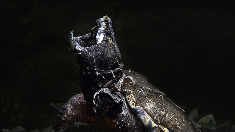 Snapping turtle with open beak 