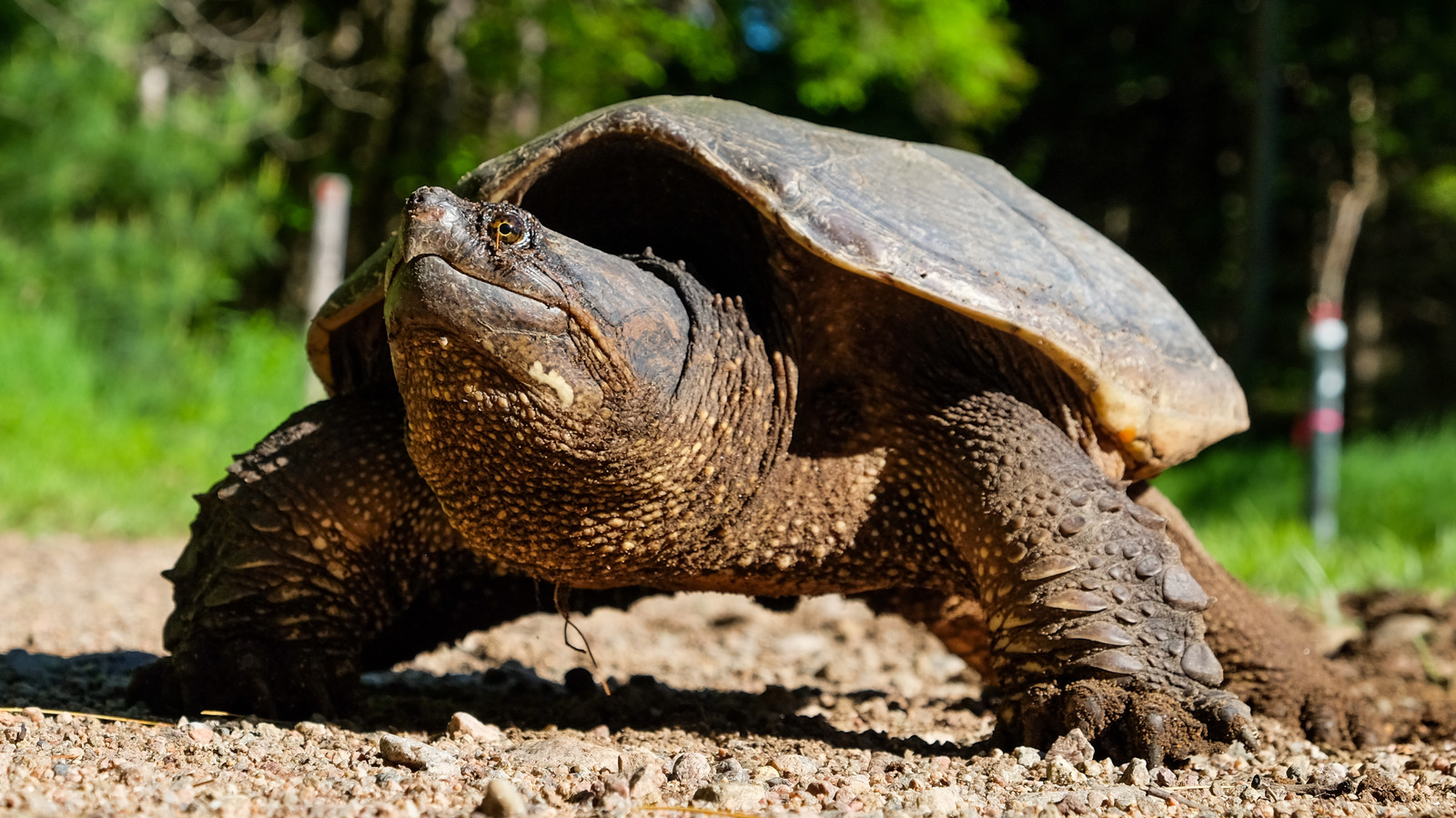 10 Types Of Turtles, Ranked By Danger Level