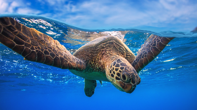 Loggerhead sea turtle diving under water 