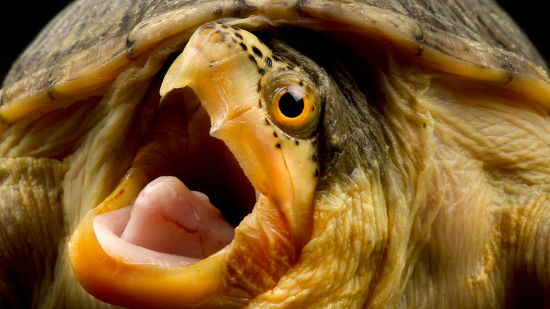 Extreme close up of beaked musk turtle 