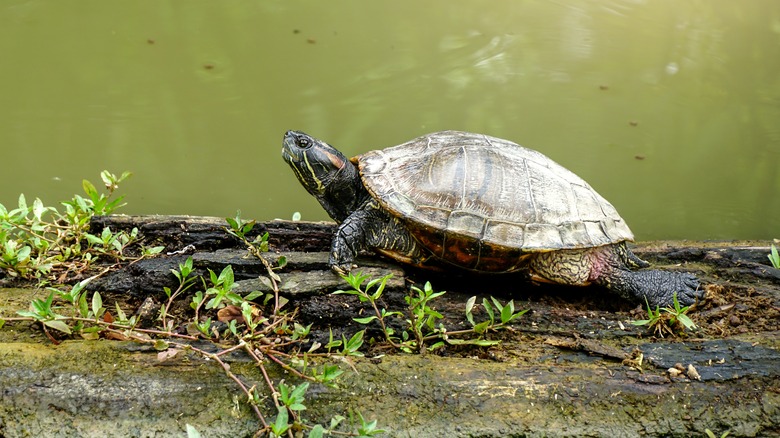 Pond slider turtle on a log 