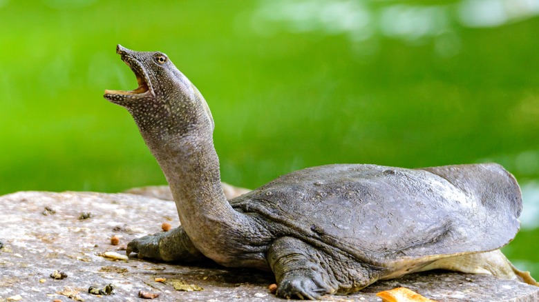 Softshell turtle with open jaw