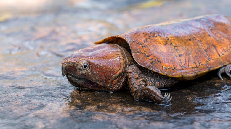 Endangered big-headed turtle 