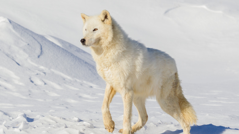 Arctic wolf on snowy tundra 