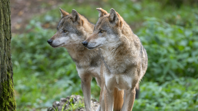 Two Eurasian wolves in a forest 