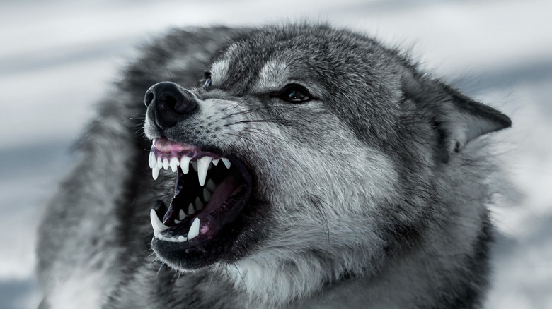Closeup on angry gray wolf