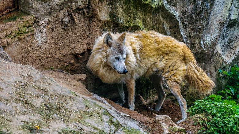 A lone Himalayan wolf emerging from a den