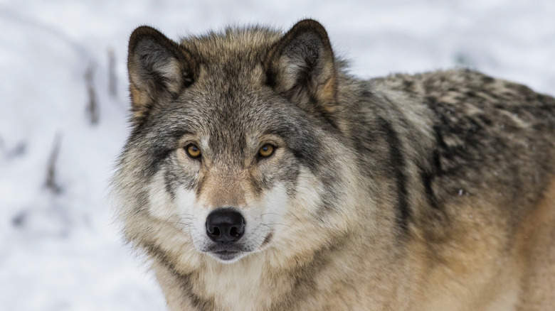Portrait of a Northwestern wolf