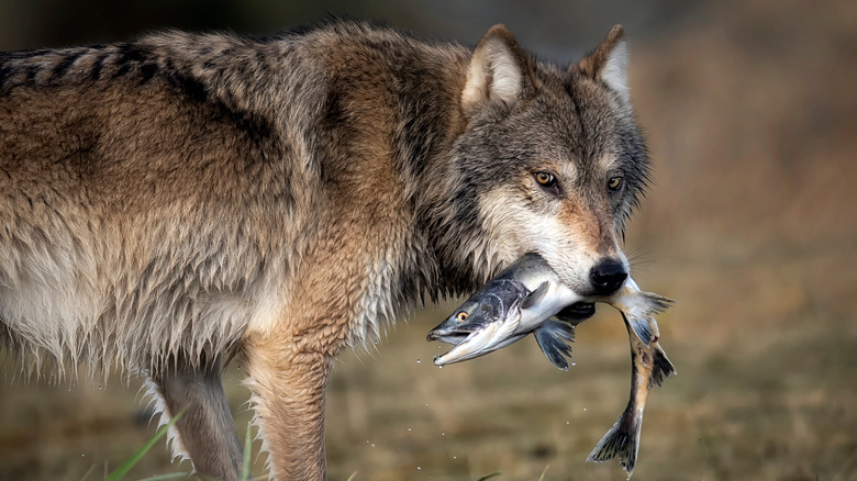 Yukon wolf with a freshly caught fish