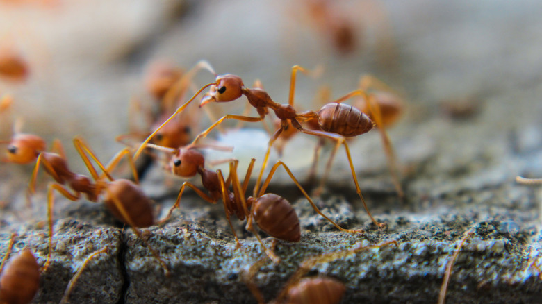 Red fire ants 