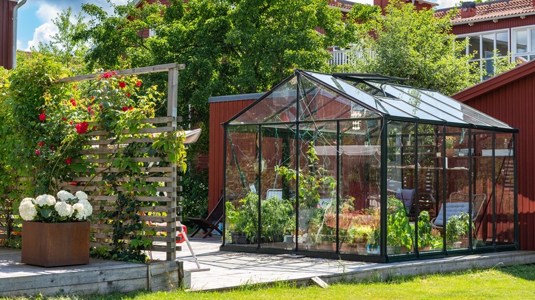 Backyard greenhouse 