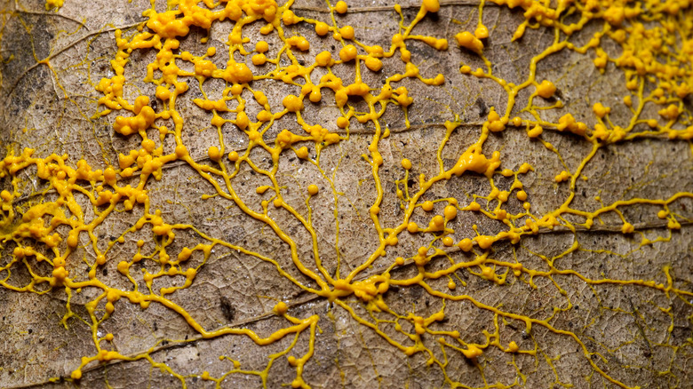 Yellow slime mold on a leaf