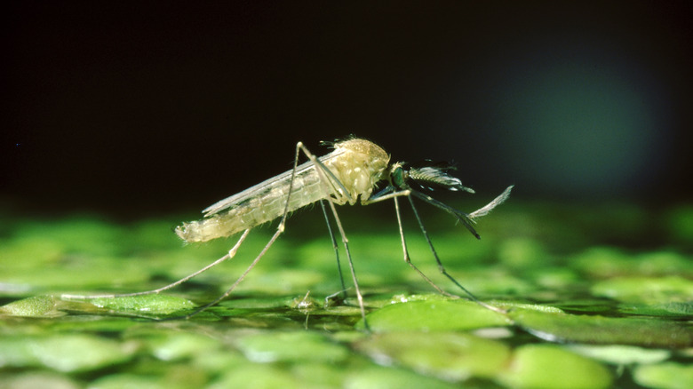 Closeup on mosquito 