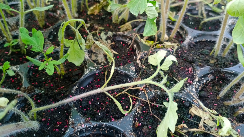 Damping-off on tomato seedlings 