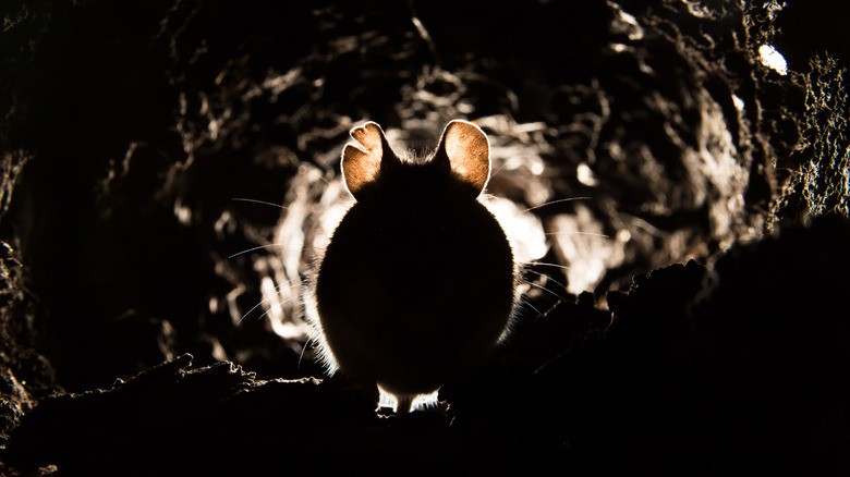 A mouse in a hole 