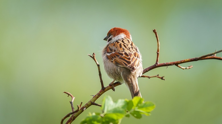 Song sparrow on tree branch