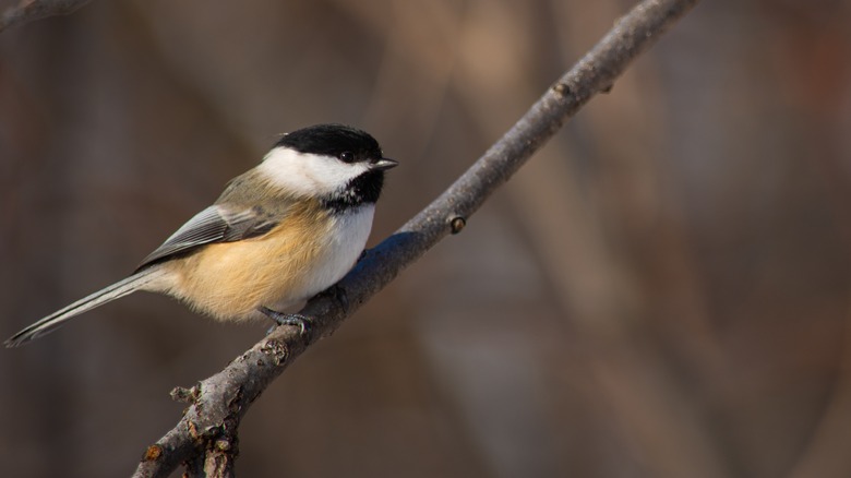 Small black-capped chickadee