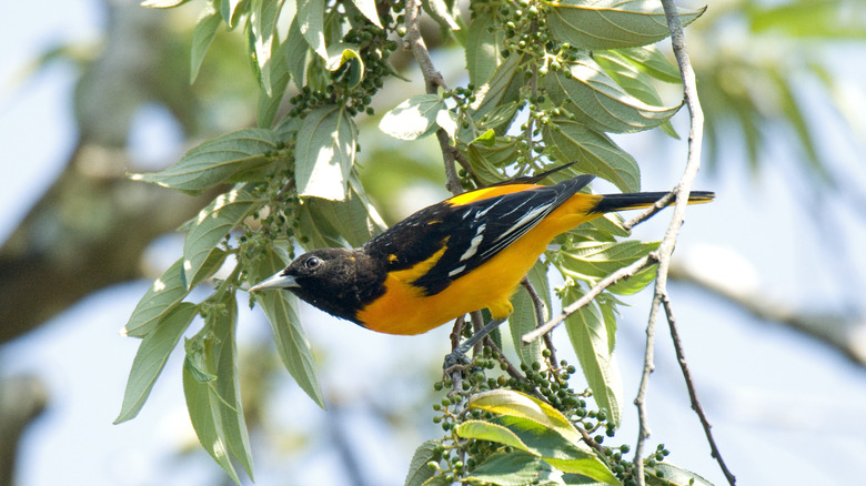 Baltimore oriole on branch