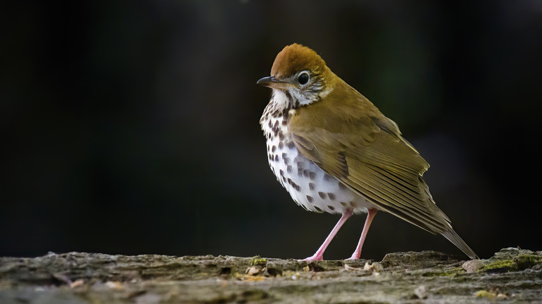 Wood thrush closeup