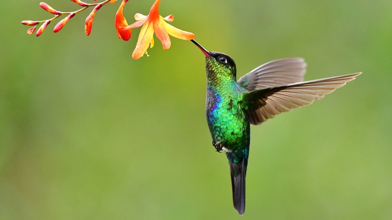 Hummingbird eating nectar from flower