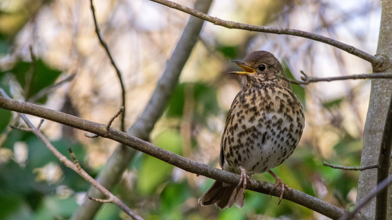 Wood thrush closeup