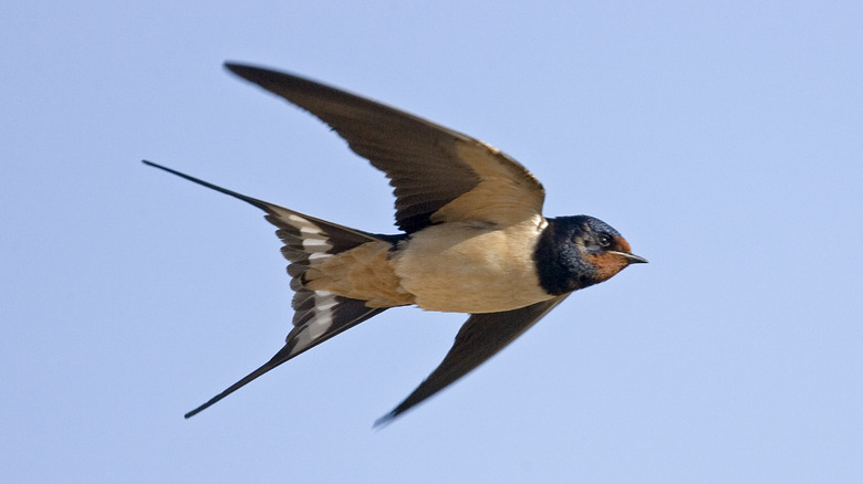 Flying swallow