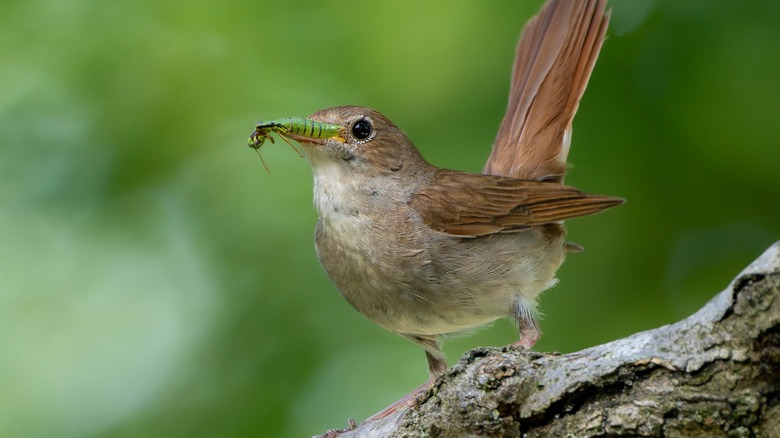 Common nightingale with bug in beak