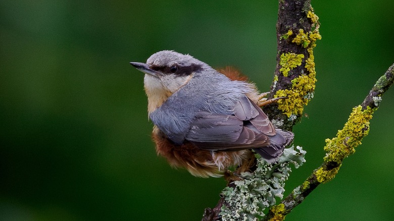 Small, plump nuthatch