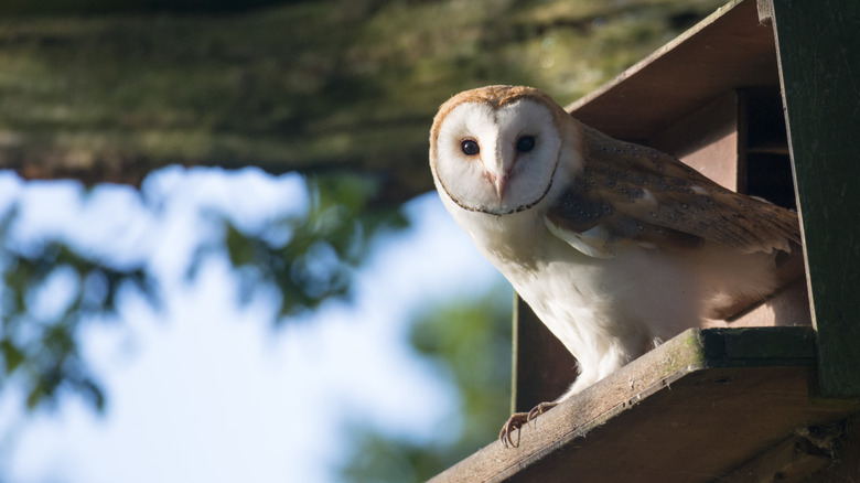 Barn owl in house