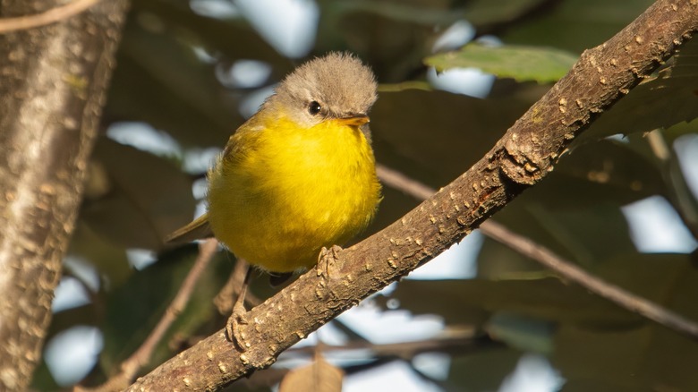 Small grey hooded warbler