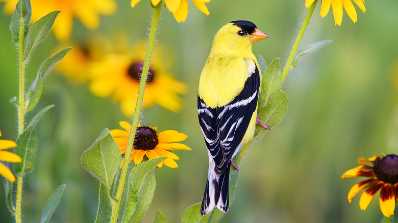 American goldfinch on flower